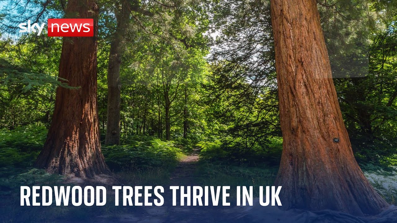 Tremendous trees: World’s largest trees flourishing in UK