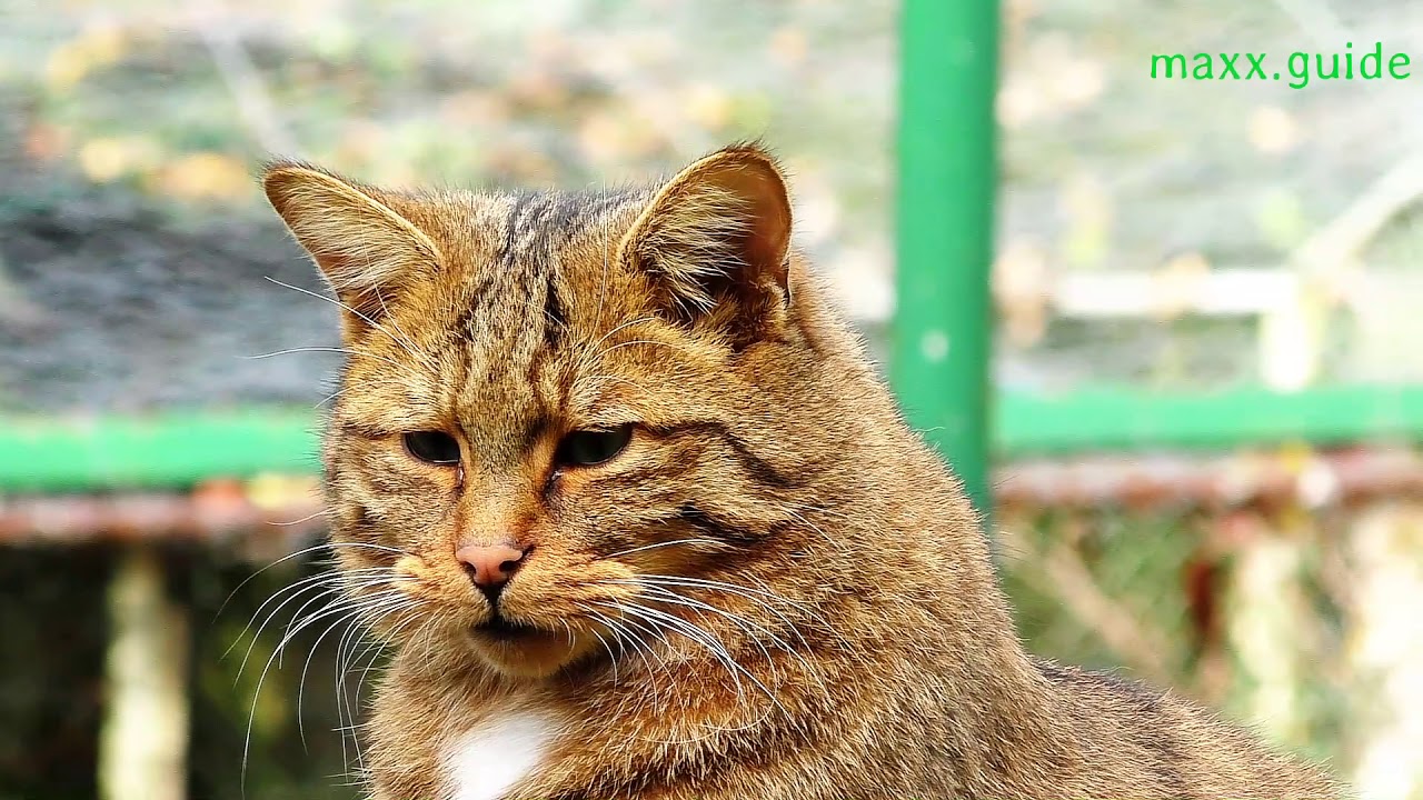 [Zoo Check] Wildpark Pforzheim