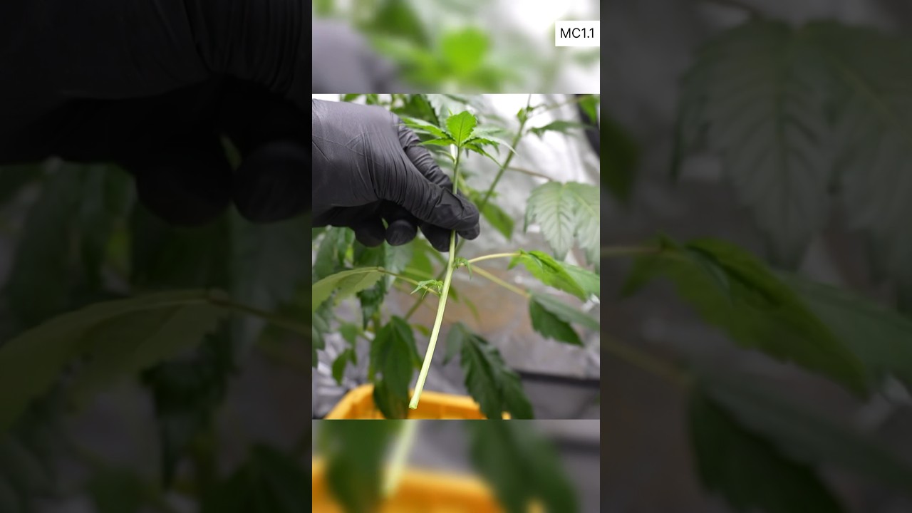 MC1.1 (4/9) Cannabis cloning. Easy DWC plant multiplying. #cbd #thc #dwc #cannabis