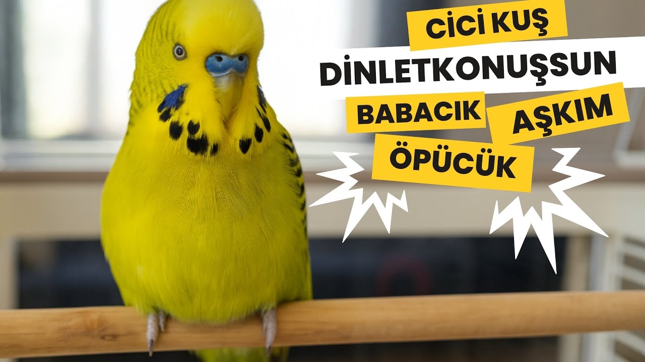 ÇOK NET !! Konuşan Muhabbet Kuşu Fıstık Cici Kuş Babacık Aşkım dinlet konuşsun