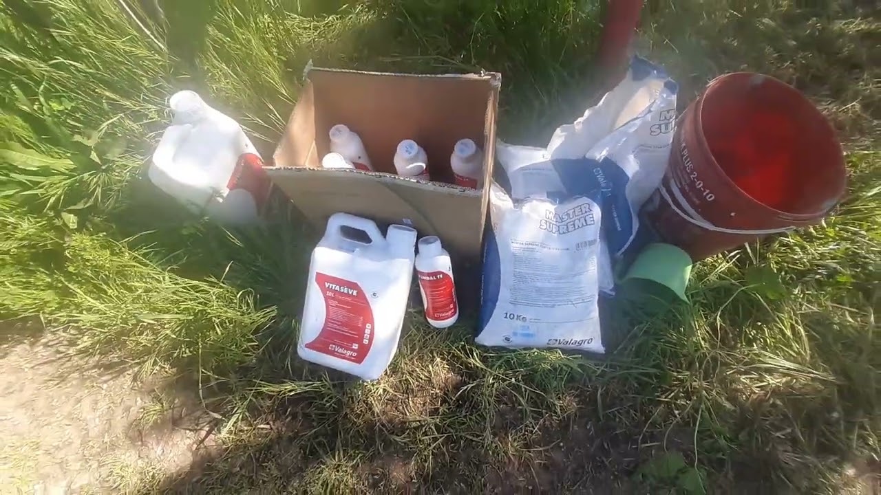 ZEYTİN ÇİÇEK ÖNCESİ BAKIM VE HALKALI LEKE SON DURUM