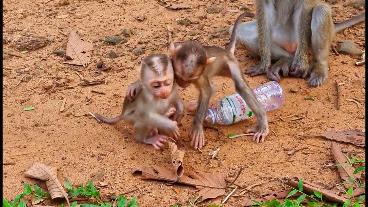 Who know this two adorable baby monkeys name | Only fans know