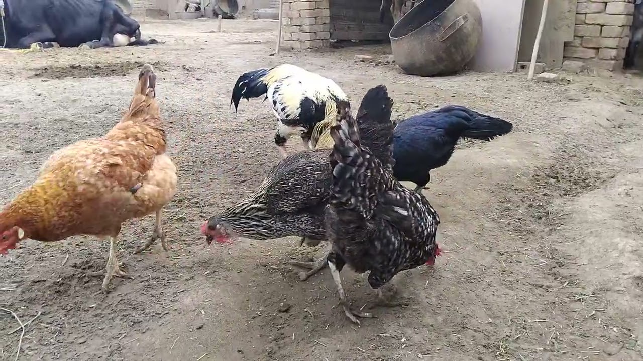 Healthy Desi Rooster & Hens Morning Feeding Routine || Village Poultry Life