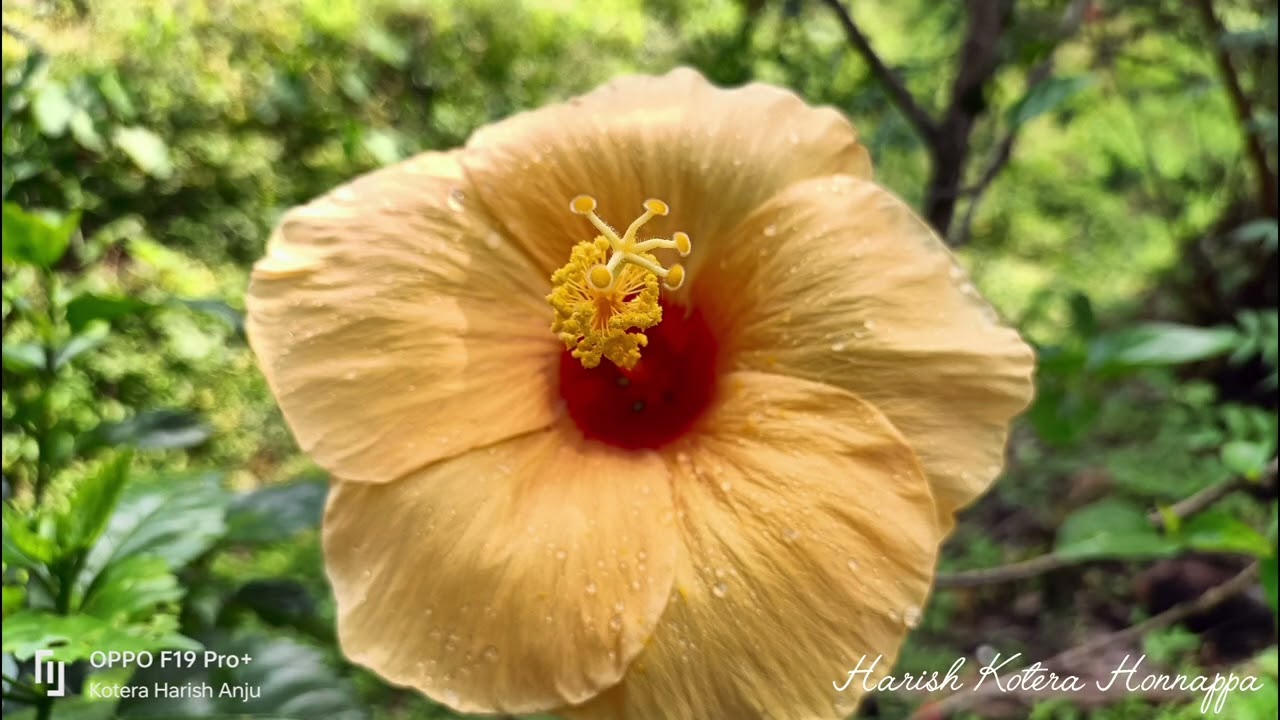 Flowers 🌺🌹🏵️🌹🌺