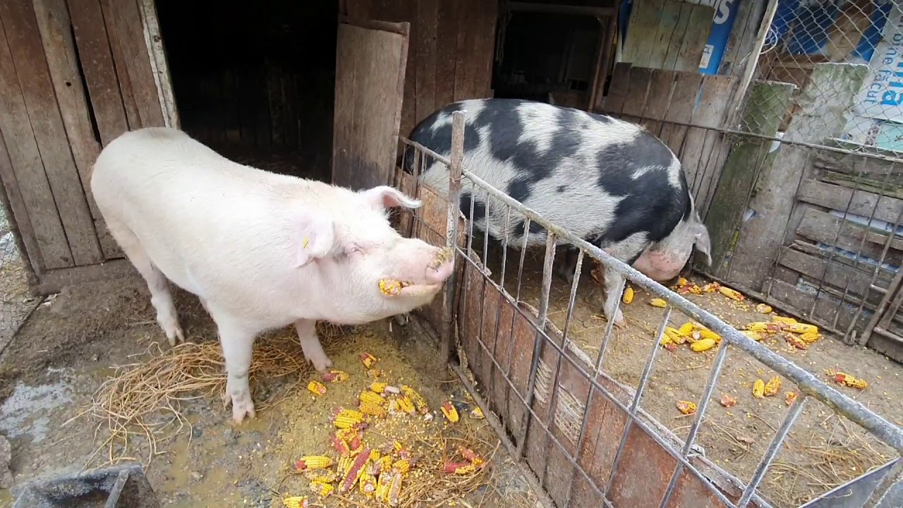 CE MĂN&Acirc;NCĂ PORCI MEI ZILNIC,🐷🤟 (FĂRĂ CONCENTRATE)😁