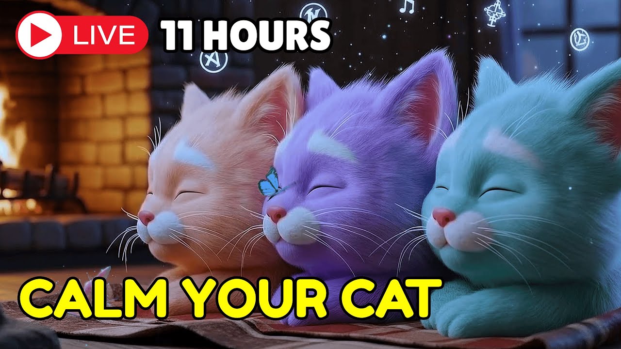 Piano Music for Cats That Instantly Soothes Anxiety and Encourages Restful Sleep