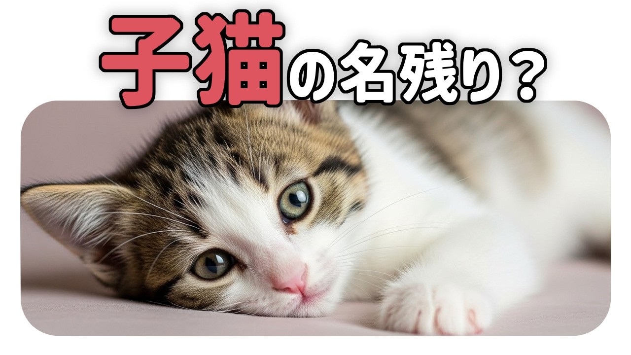 子猫の名残かも？猫が“母親のように感じている相手”に見せる行動