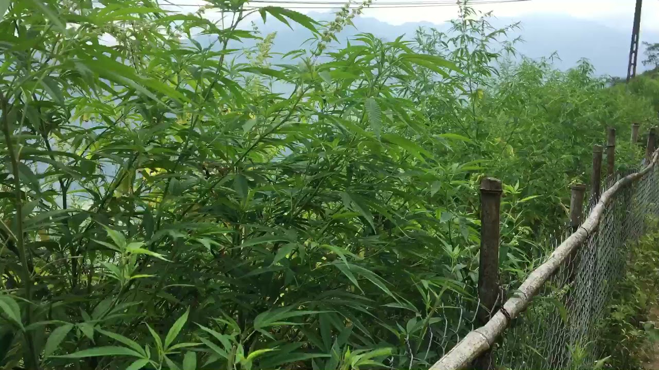 Wild ganja Marijuana weed