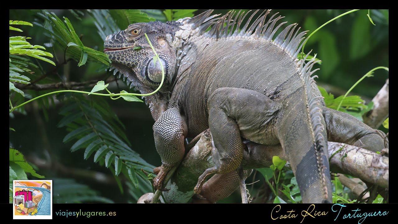Animales en la Laguna de Tortuguero. Costa Rica