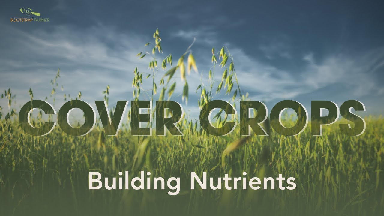 Покровные культуры, улучшающие плодородие почвы (бесплатные удобрения)