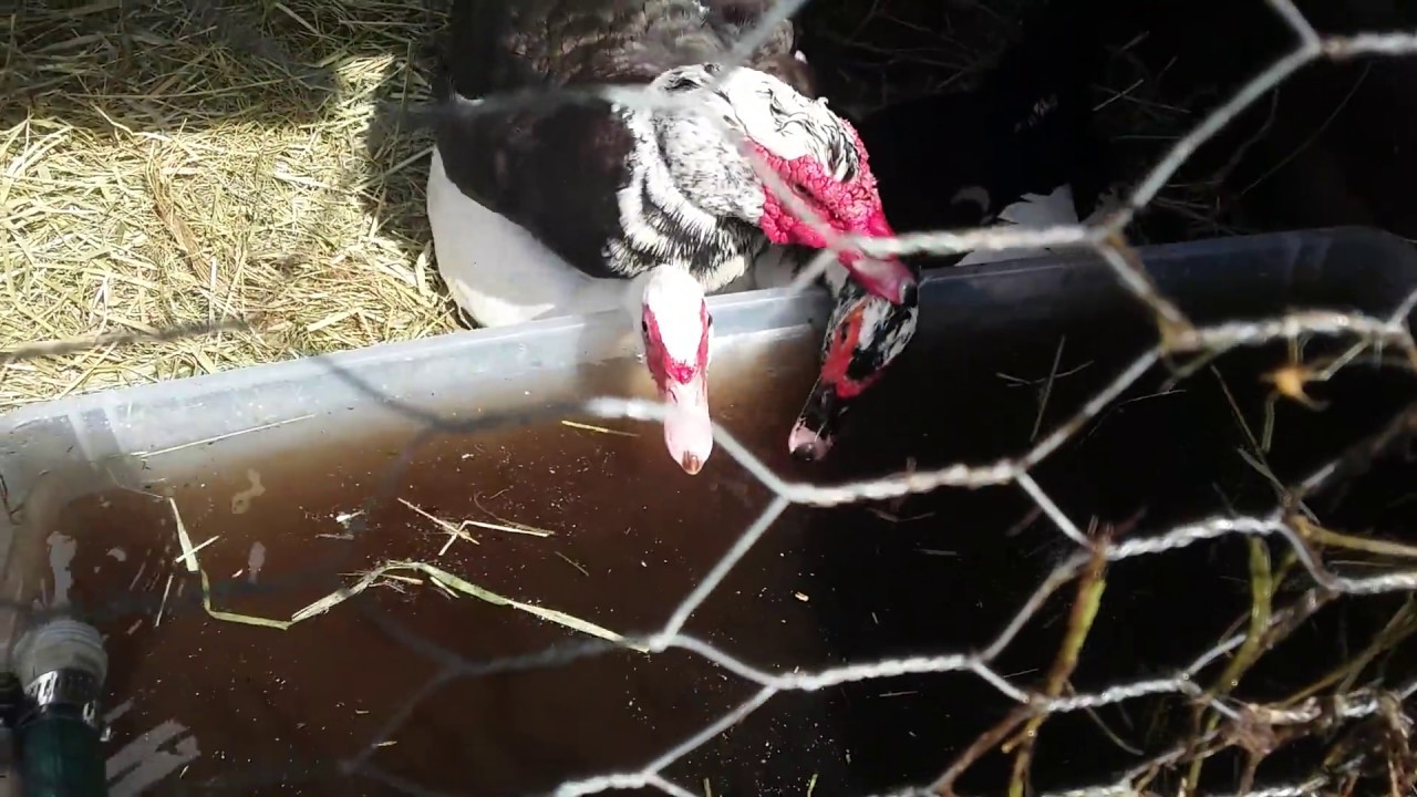 Breeding muscovy ducks: The mating process