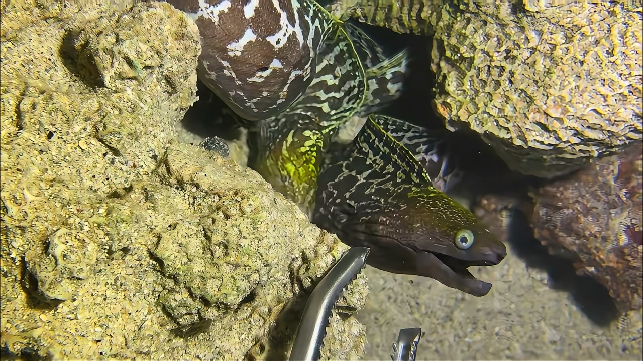 Diving to catch seafood, are there any creatures you like?  RQ099  #seafood  #crab #fishing