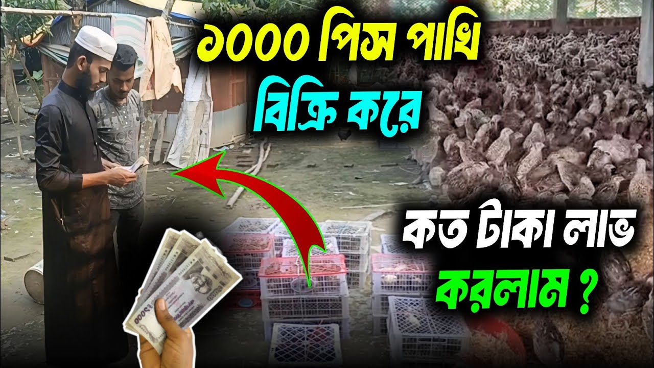 ১০০০ পিস কোয়েল পাখি বিক্রি করে কত টাকা লাভ করলাম? | Quail Farming Business Bangladesh