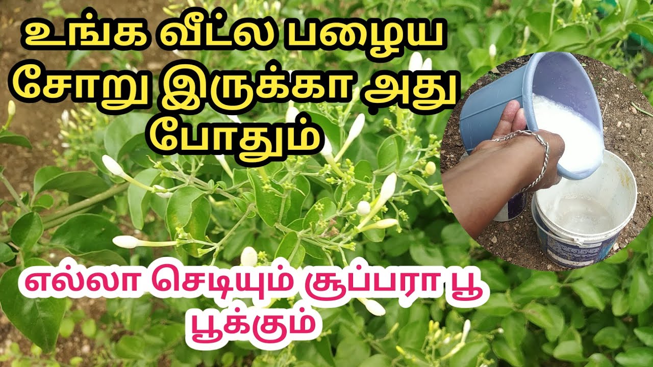 முல்லைக் செடி  வளர்த்து அதிக பூக்கள் பூக்க வைப்பது எப்படி? #Mullai poo plant in Tamil  PART - II