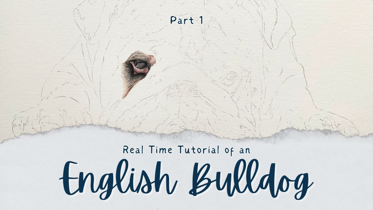 How to Draw a Realistic English Bulldog in Coloured Pencils |  Real Time Tutorial | Part 1
