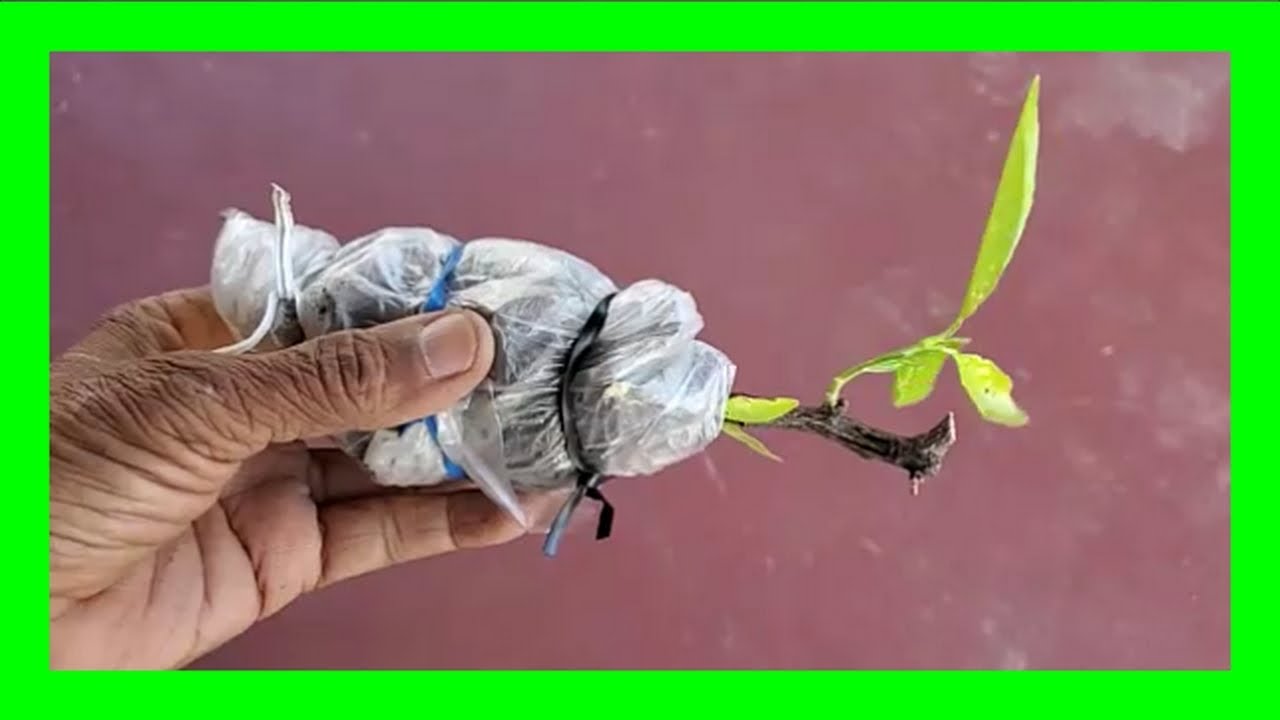 How to Grow a Lime Tree Without Seed | Air Layering Citrus Trees - Lemon, Lime, Orange
