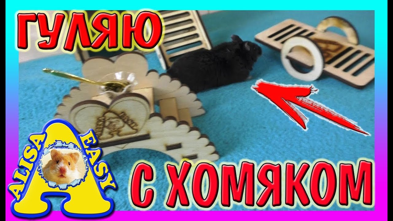 ГУЛЯЮ С ХОМЯКОМ \ СМЕШНОЙ ХОМКИ \ АЛИСА ИЗИ ПЕТС