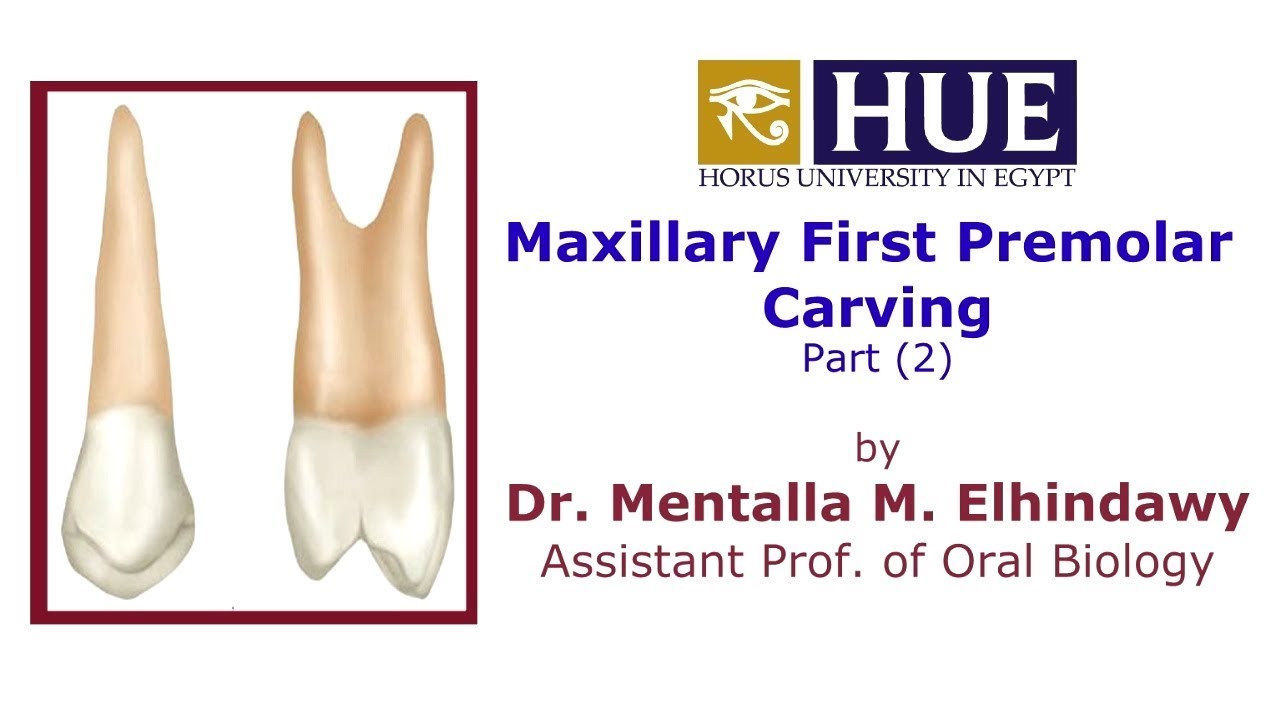Maxillary First Premolar Carving (2) - Dr Menatalla Elhindawy - HUE