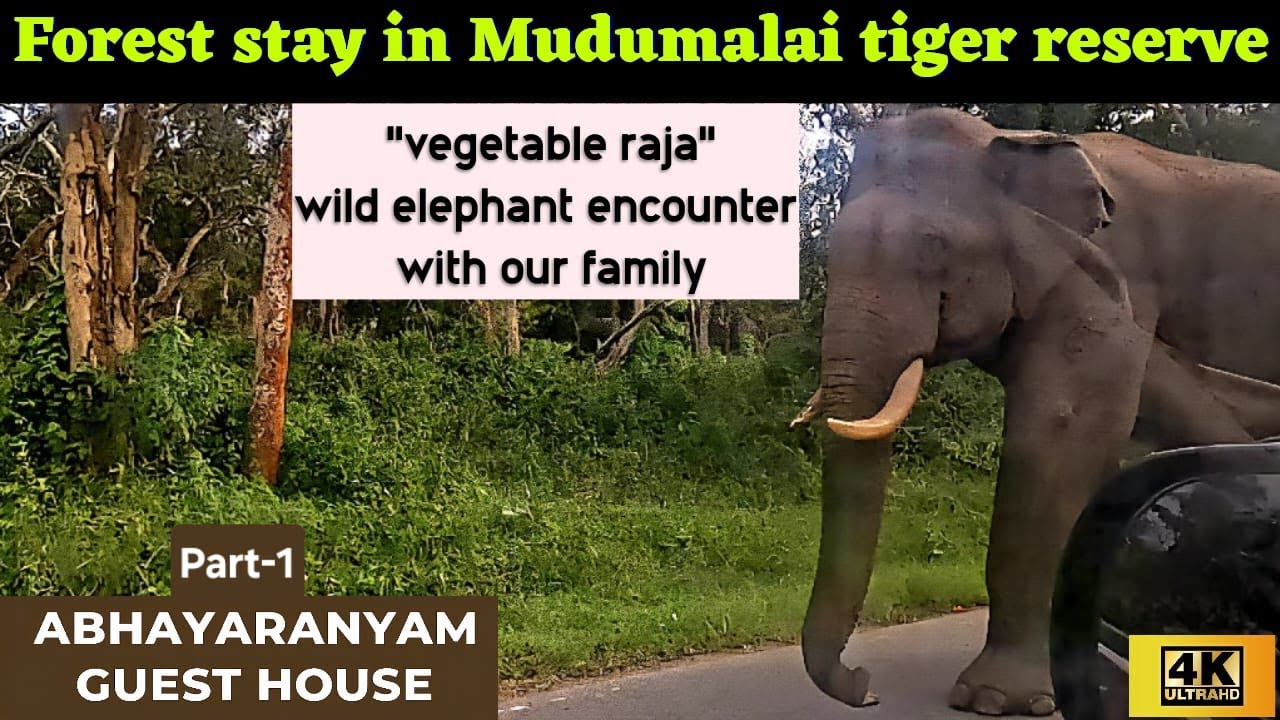 Abhayaranyam Guest House | Mudumalai Tiger Reserve  |  Forest Stay in Mudumalai |  Elephant Camp
