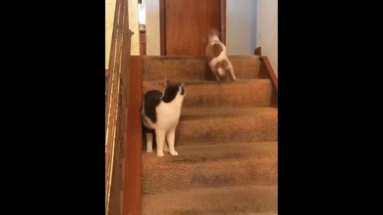 DOG TRANSCENDS THE SPEED OF LIGHT