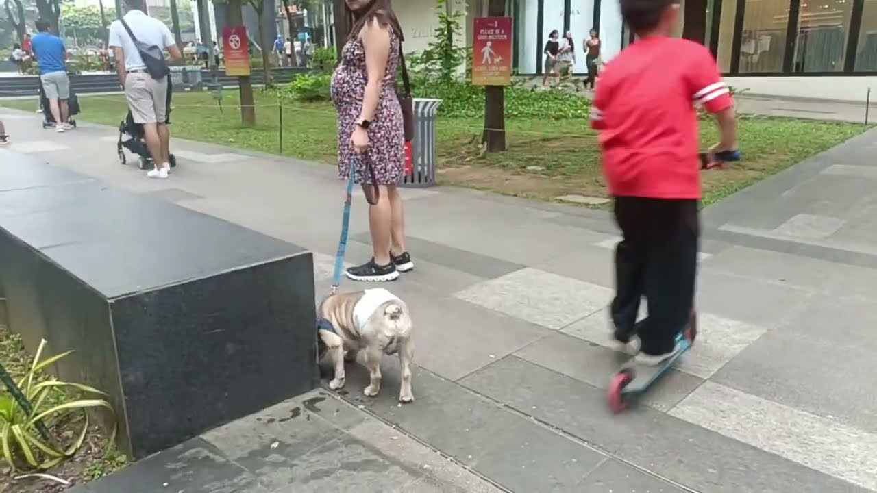 Dogs and cats in BGC Taguig Mind Museum Park