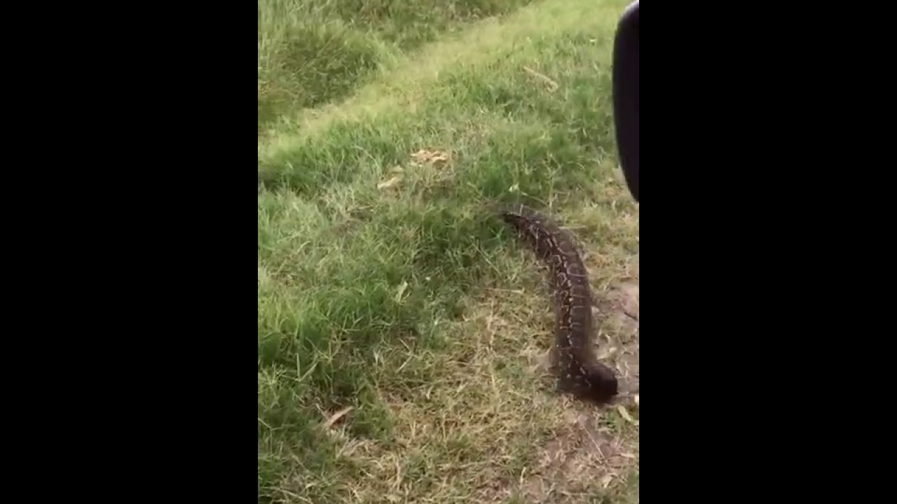 Yarar&aacute; gigante