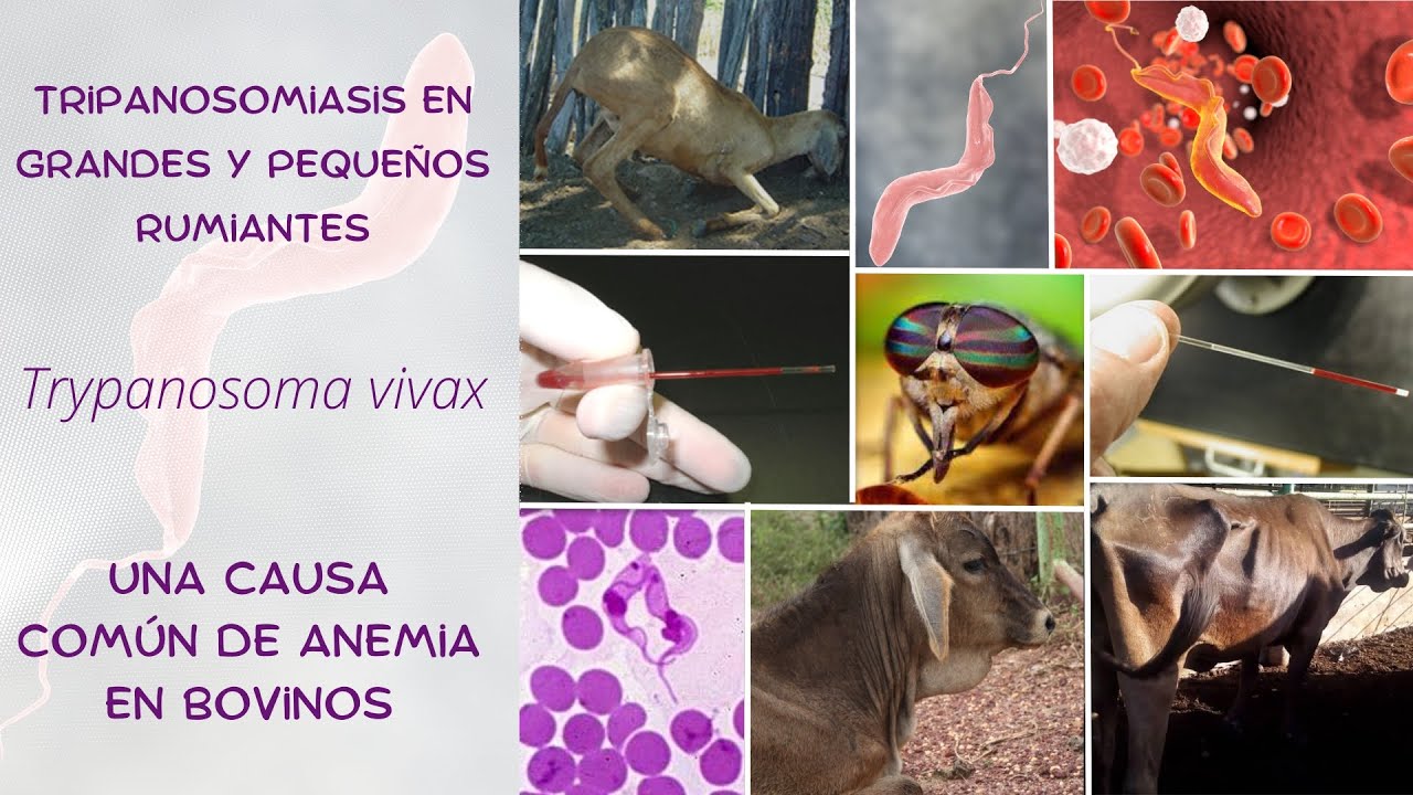 Tripanosomiasis como  una causa de anemia en bovinos - Signos clínicos - tratamiento y prevención