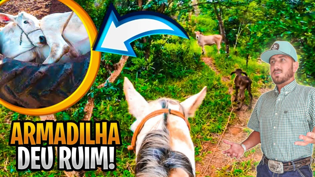 USEI O BEZERRO PARA FAZER UMA ARMADILHA PARA PEGAR A VACA !