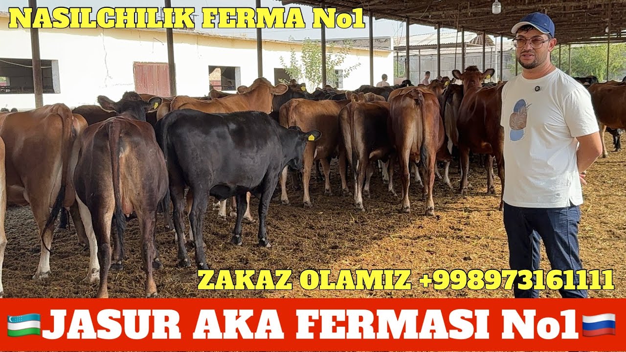 JASUR AKA FERMASI No1 JERSIY GOLESHTEN FRIZ GIBRITLARI KELDI. SIMENTAL AYSHIRISKIY VA FRIZ YO'LDA..
