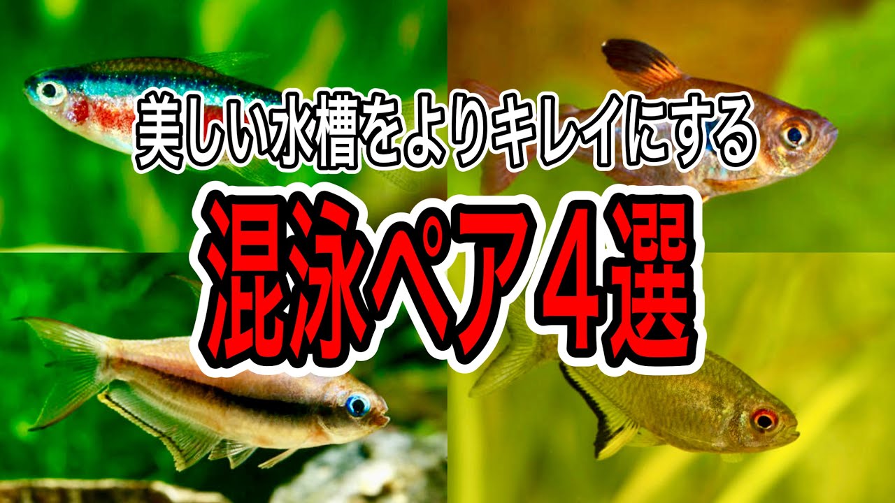熱帯魚好き必見！Sasunoが選ぶオススメ混泳ペア4選！【アクアリウム 淡水魚】