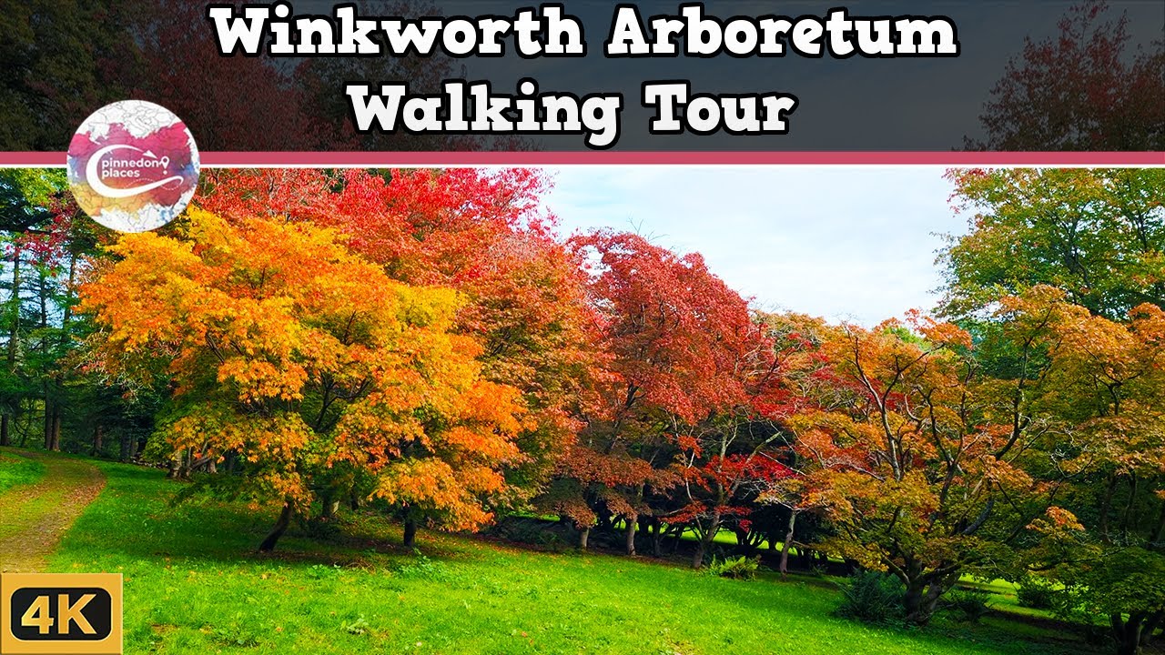 WINKWORTH ARBORETUM, SURREY  |  An Autumn Walk Around Surreys Hidden Secret  |  Walking Tour