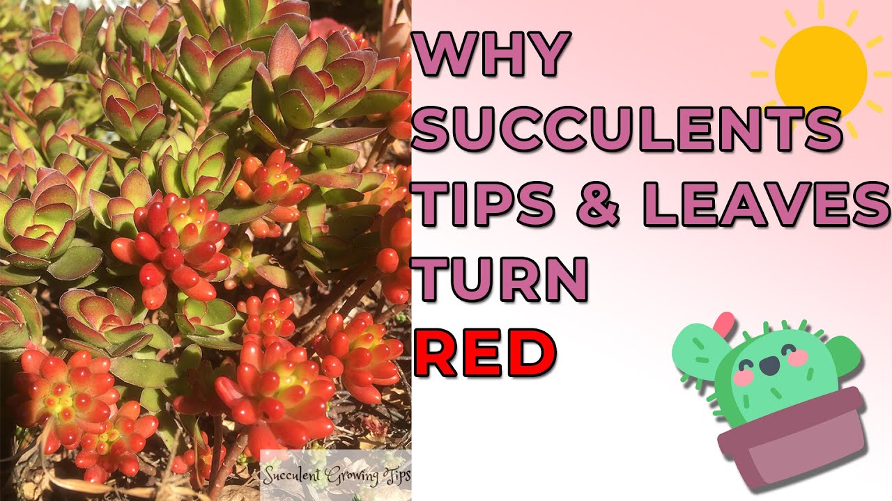 Why Succulents Tips And Leaves Turn Red (And Other Colours) & Is It Good or Bad