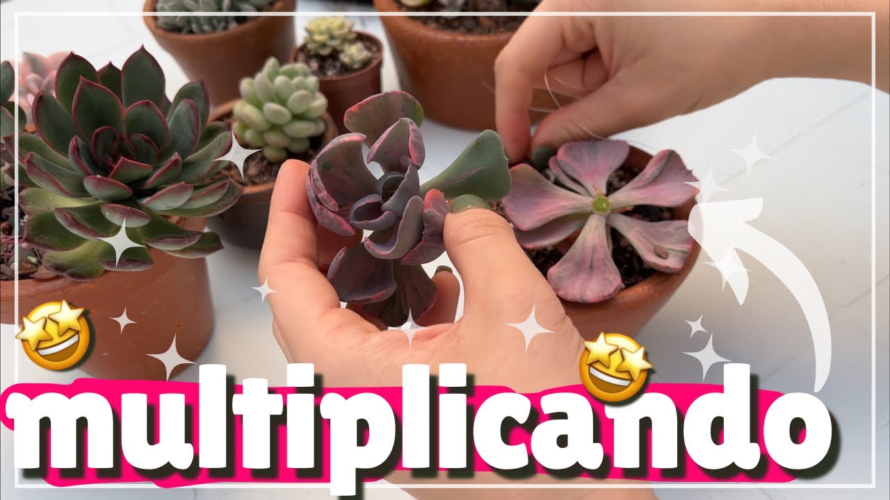 Cortando suculentas: Beyonce, purple delight variegata e+