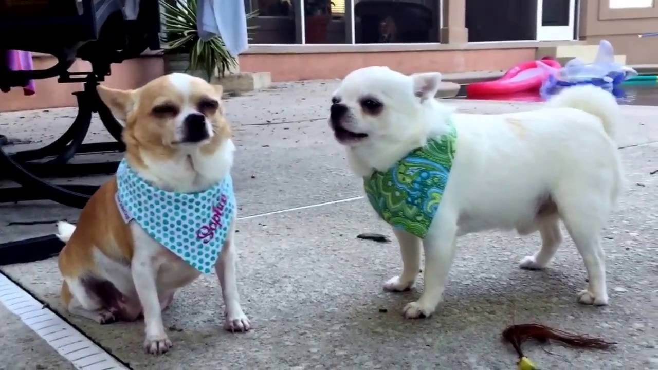Chihuahuas acting like an old married couple..