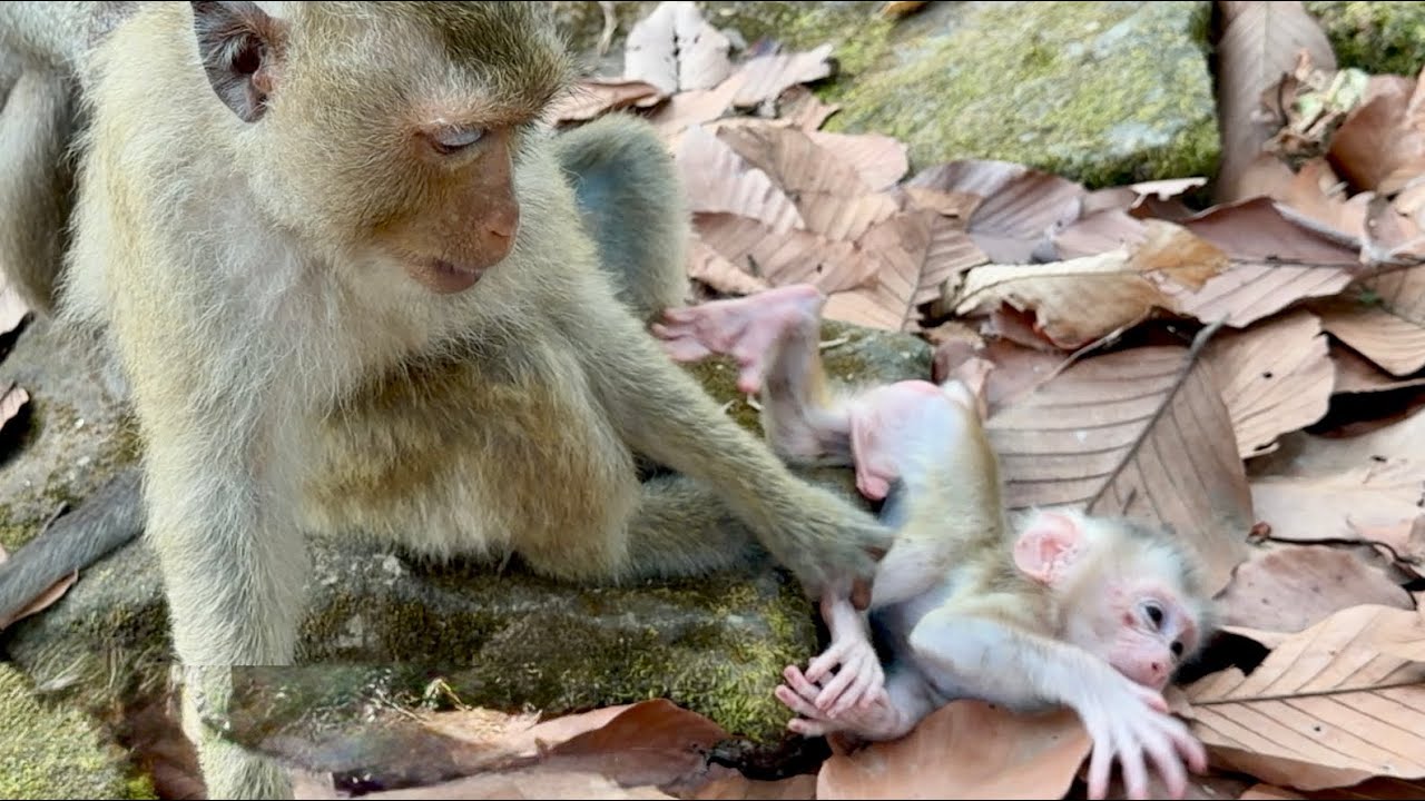 Monkeys breakfast party