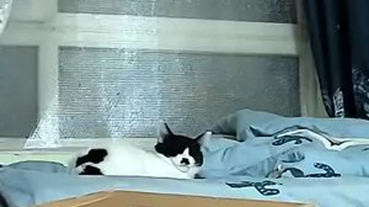 25真的回去门口接我！#奶牛猫 #小奶猫的成长日记 #萌宠出道计划