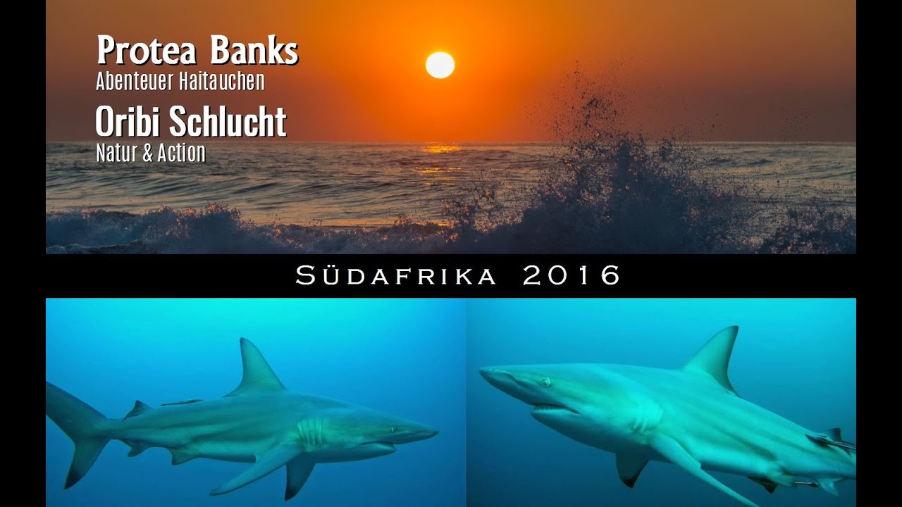 Südafrika - Haitauchen Protea Banks & Natur und Action in der Oribi Schlucht