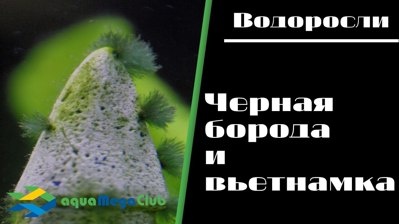 Как избавиться от вьетнамки и черной бороды в аквариуме