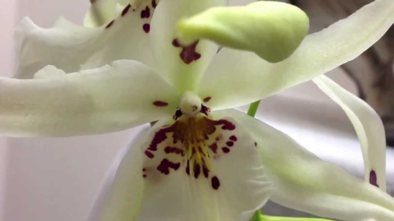 Oncidium orchid care and culture huge white blooms