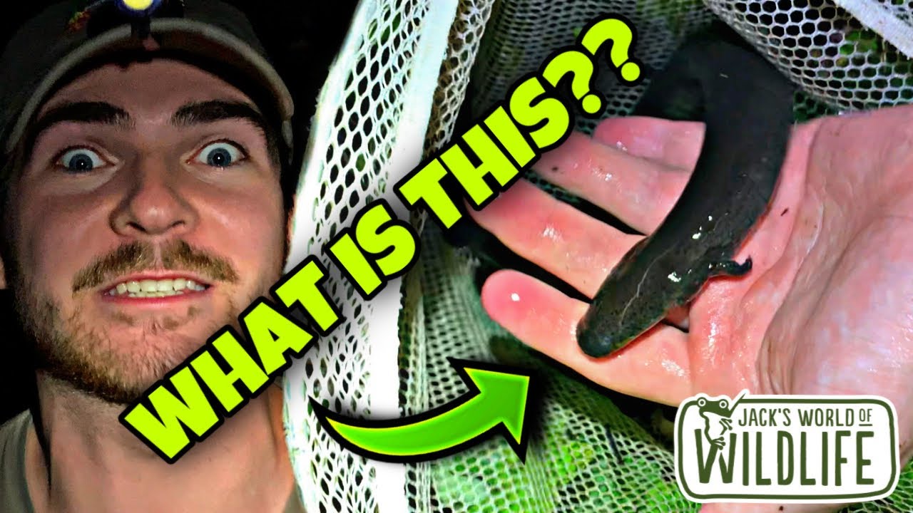 We caught WHAT? Mystery Animal! Lesser Siren