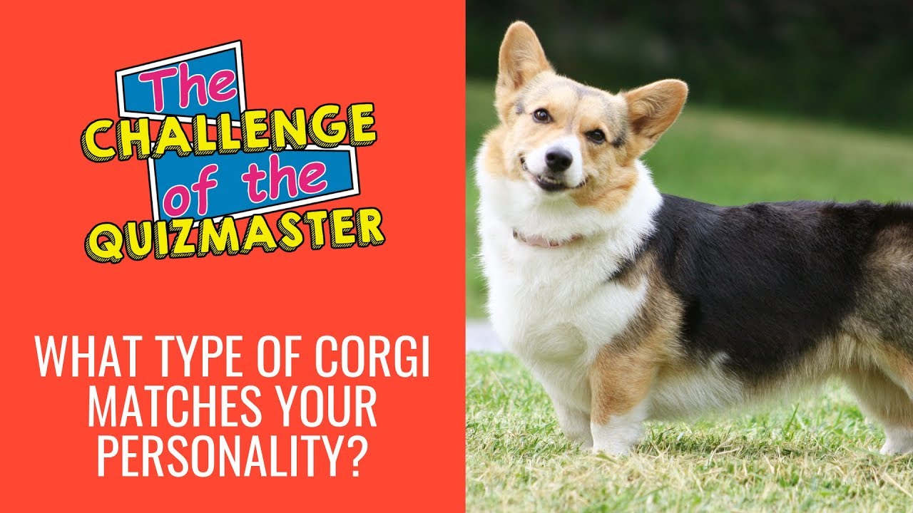 What Type of Corgi Matches Your Personality - The Challenge of the Quizmaster