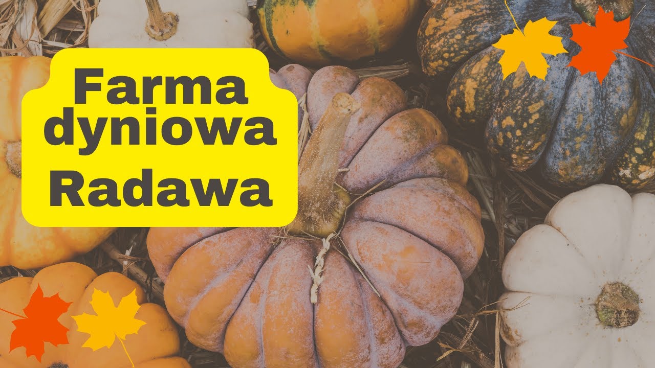 🇵🇱 FARMA DYNIOWA RADAWA 🎃🎃🎃 #polska #zwiedzanie #podkarpacie  #jesień