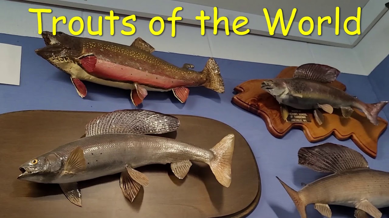 HAYWARD,WI USA || NATIONAL FRESH WATER FISHING || HALL OF FAME || MUSEUM || LARGEST MUSKIE