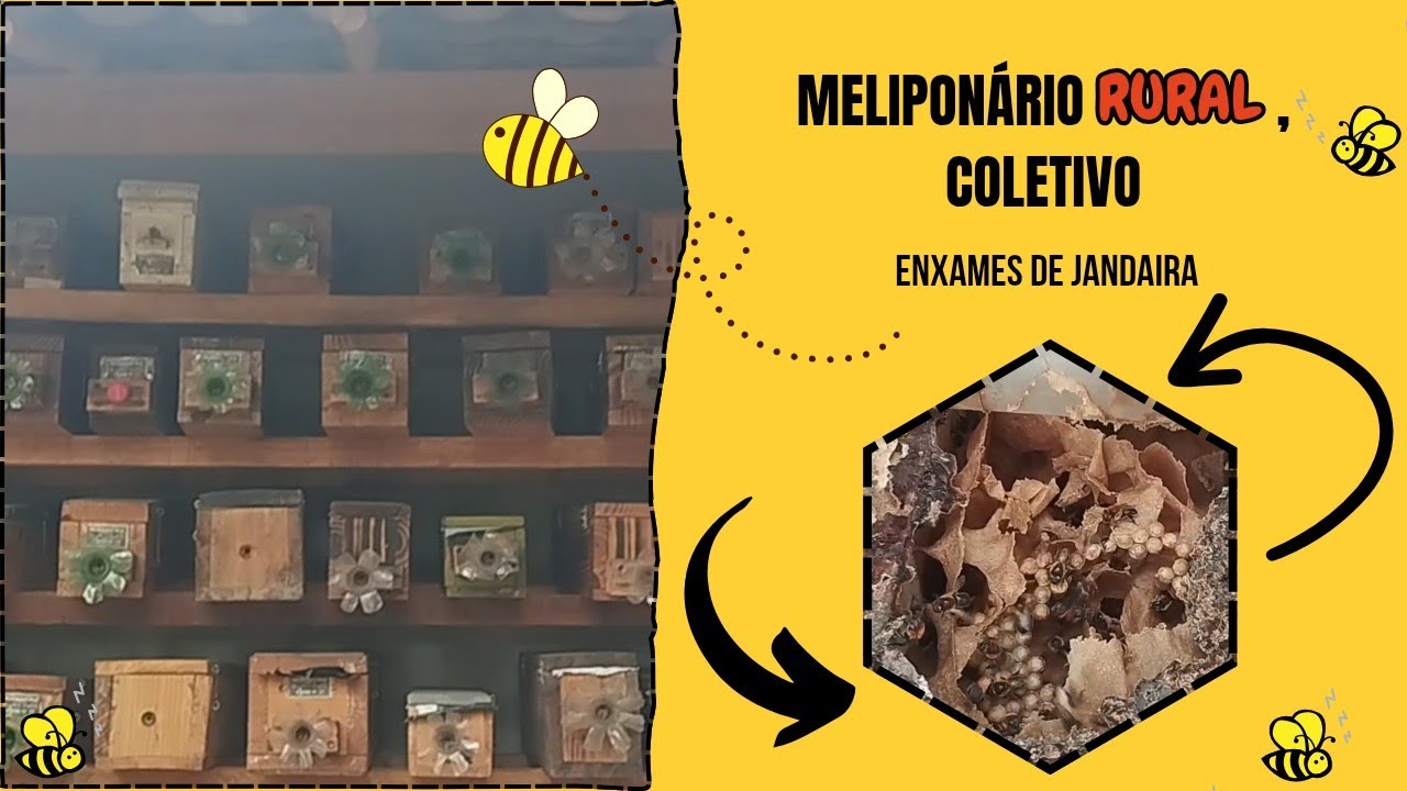MELIPONÁRIO RURAL, DAS ABELHAS JANDAÍRAS