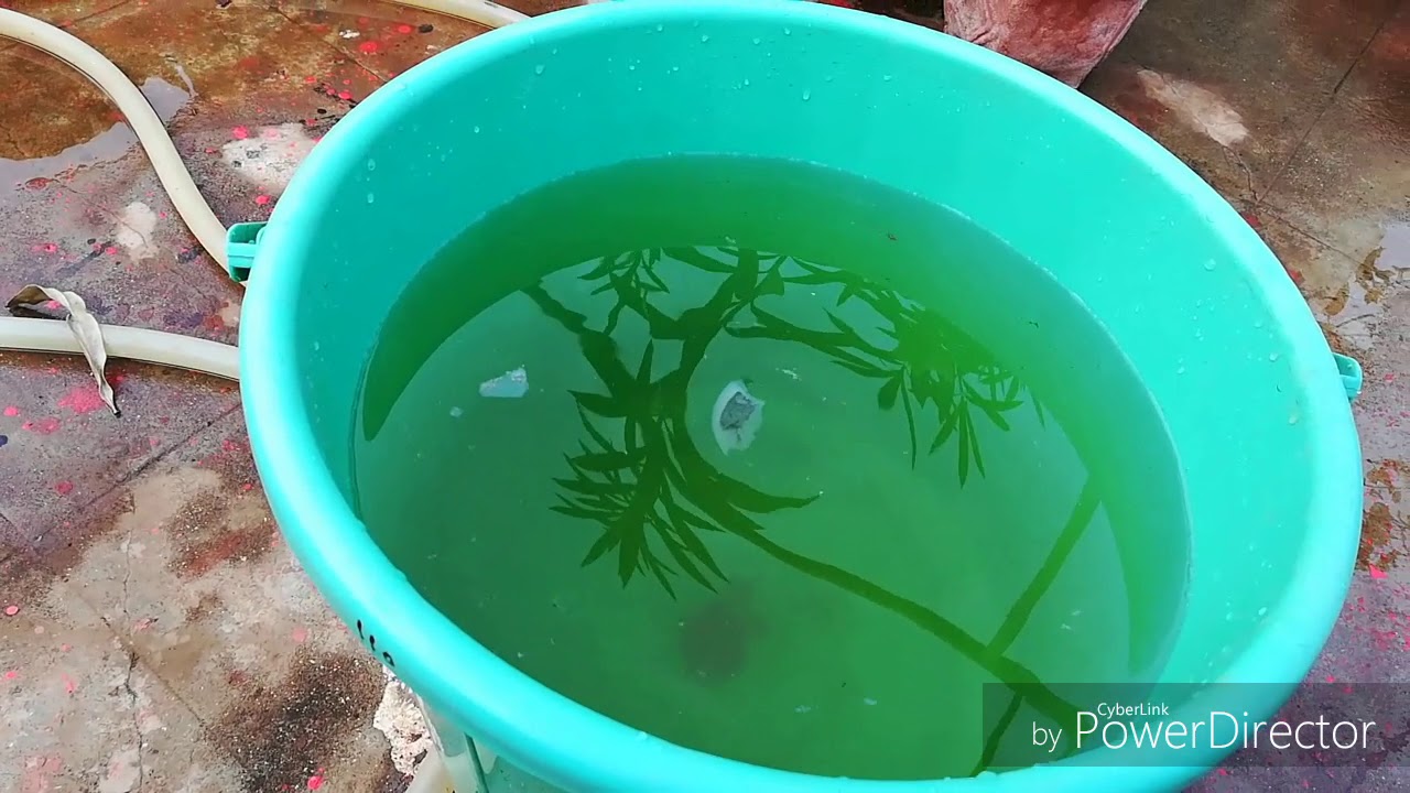 Waste decomposer ko Chote se Terrace Garden mein Kese Banaye, How to make  waste decomposer