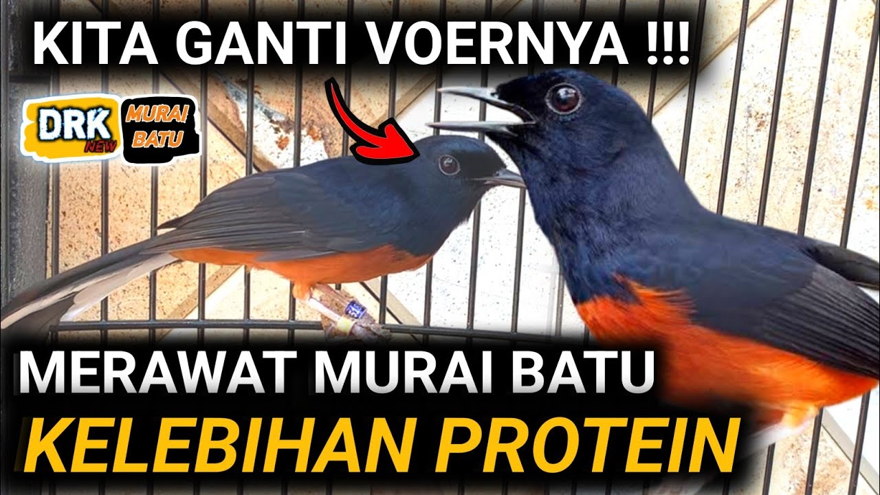 CUMA GANTI VOERNYA SAJA DAN NOL EF CARA MERAWAT MURAI BATU CEPAT GACOR  | DRK MURAI BATU TERBARU