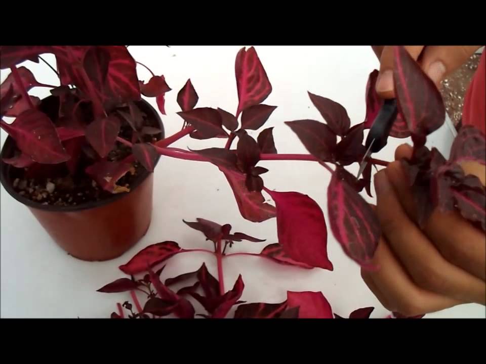 Enraizamiento de Iresine (hoja de sangre) con Sustratos hidropónicos OASIS® EASY PLANT®