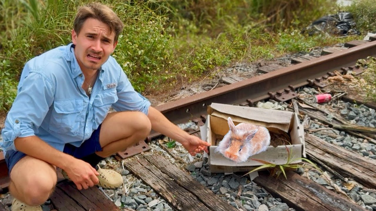 BABY BUNNIES FOUND DUMPED & ABANDONED On TRAIN TRACKS !