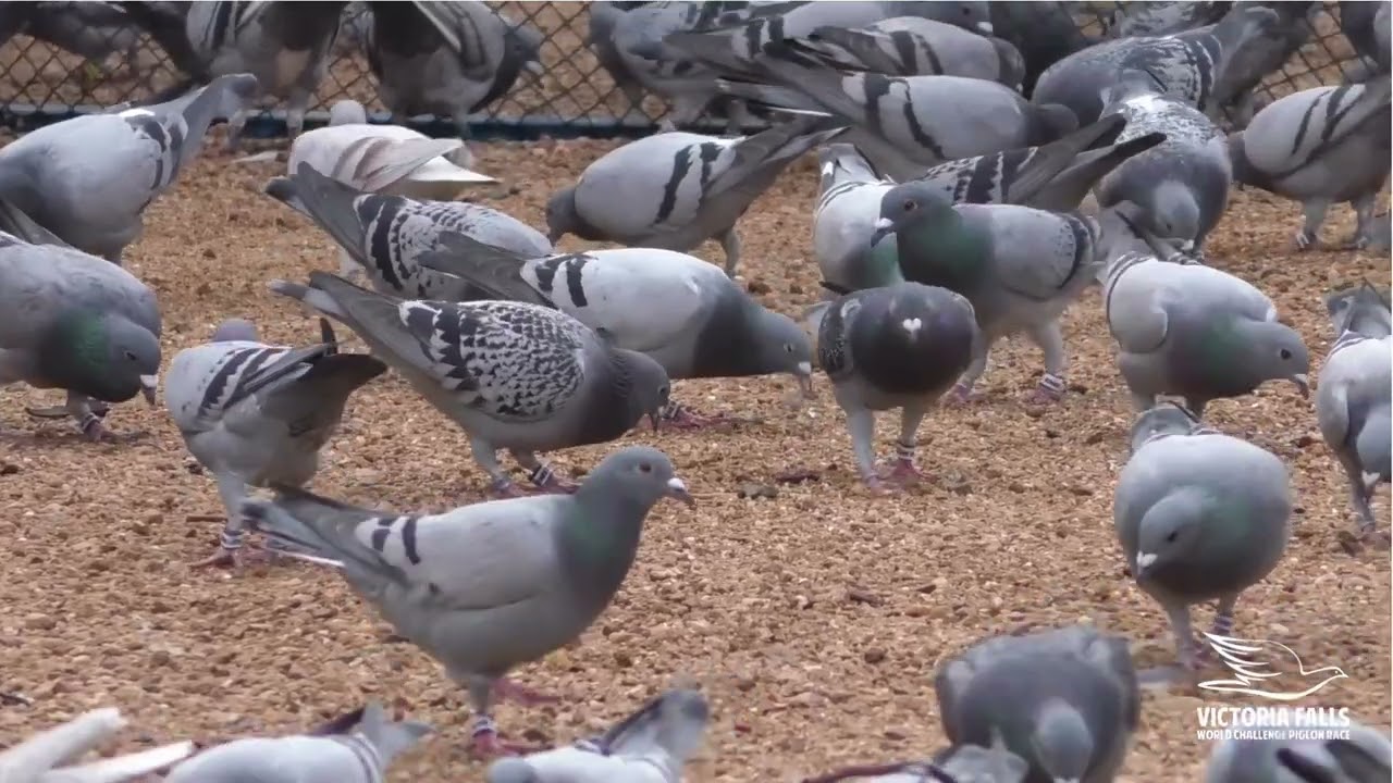 Race Loft 8 November #oneloftrace #pigeonracing #vfwcpr 