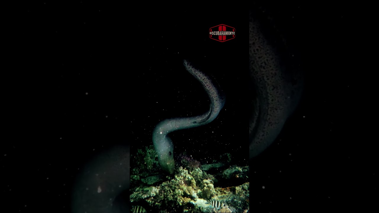 Moray Eel Hunting during our night dive. 